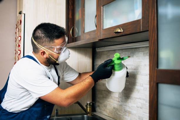 Best Termite Control Services  in Harlan, IA